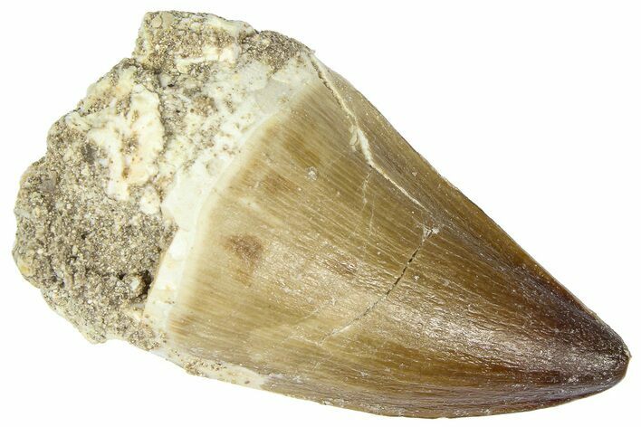 Fossil Mosasaur (Thalassotitan) Tooth - Morocco #364172